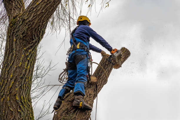 How Our Tree Care Process Works  in  Forest Ranch, CA